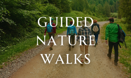 Guided Nature Walks | All Ages